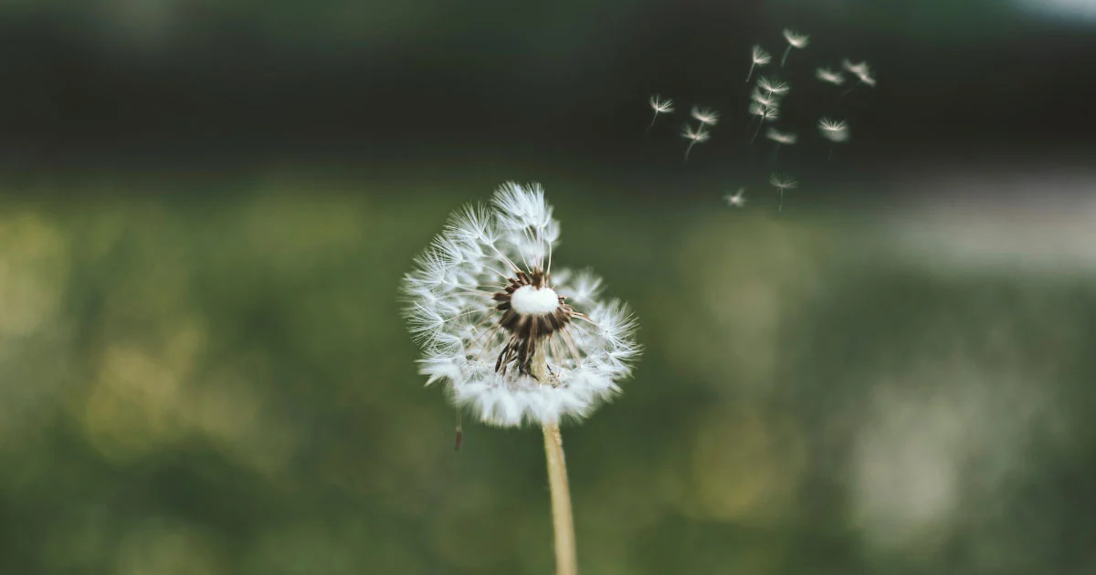 10 Dicas para Fotografia de Detalhes